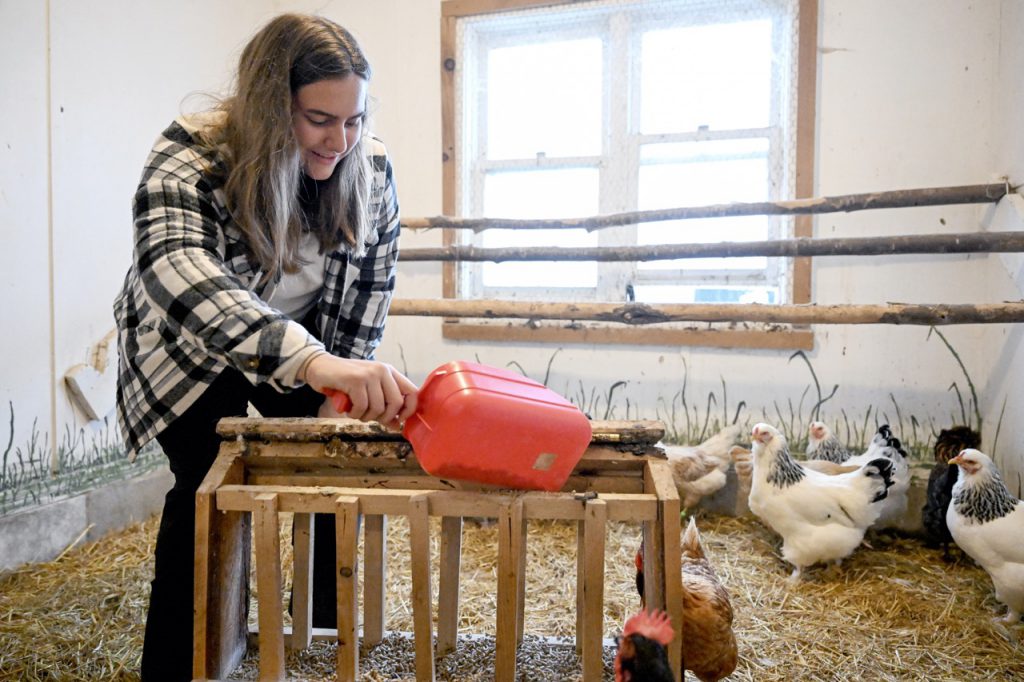 image of student working with chickens in Agricultural Studies Academy