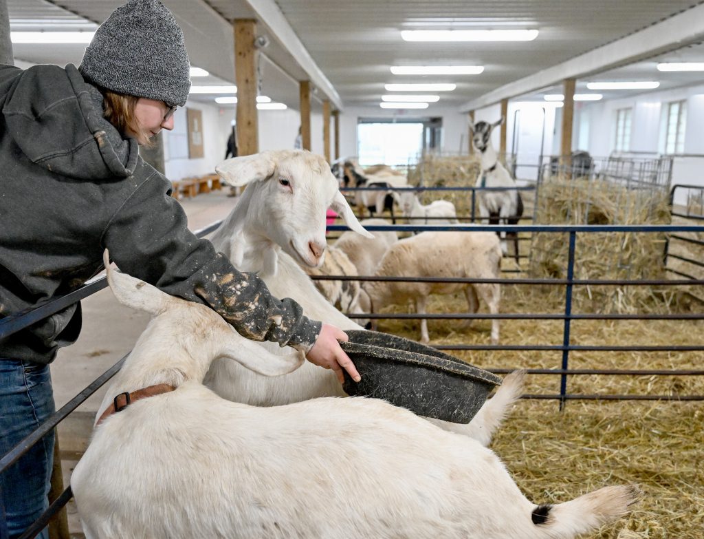 image of student feeding animals in Ag Center