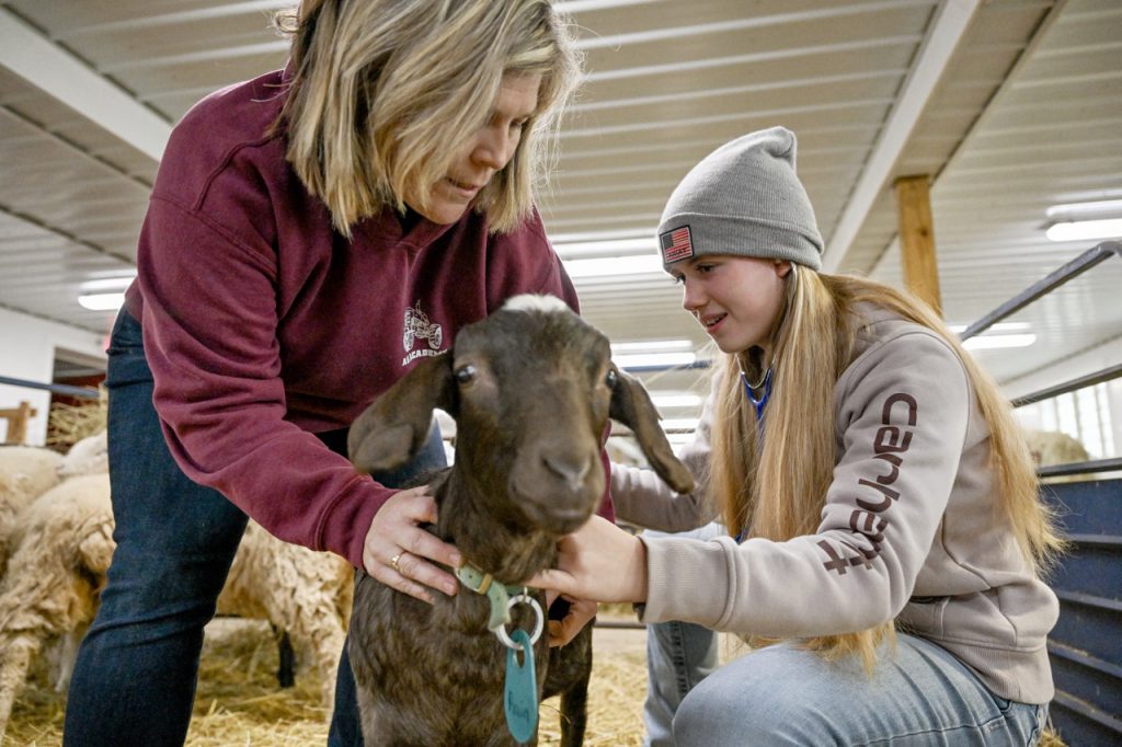 image of student working with goat in Agricultural Studies Academy